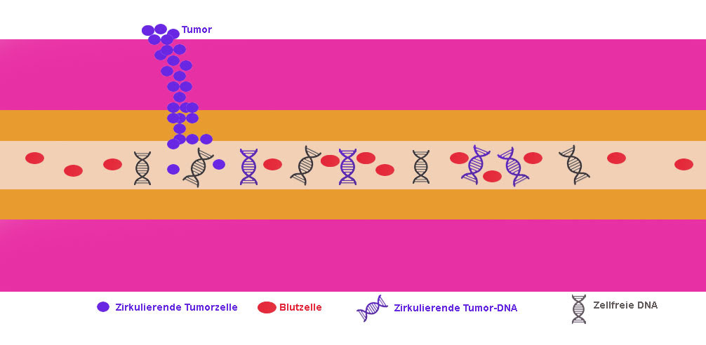 cDNA